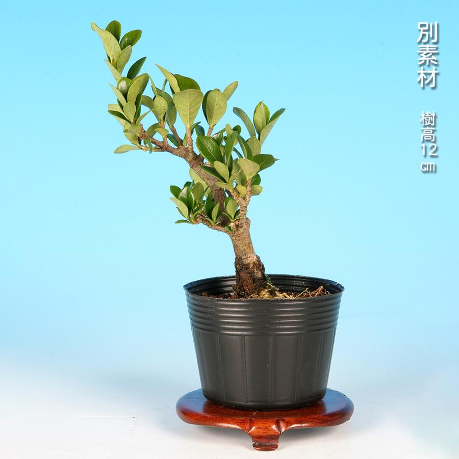盆栽 一才実成りくちなし クチナシ 梔子 挿し木3年生 細い葉 枝が