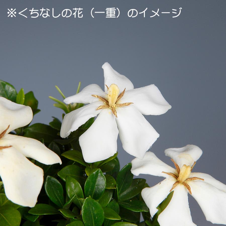 盆栽 一才実成りくちなし クチナシ 梔子 挿し木3年生 細い葉 枝が