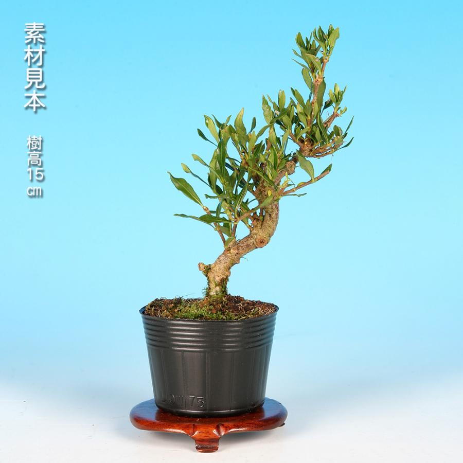 盆栽 くちなし 喜代誉 クチナシ 梔子 挿し木3年生 黄色の実 実物盆栽