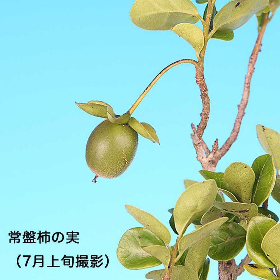 盆栽 常盤柿 根伏せ4年生 7.5cmポット トキワガキ 盆栽素材 実もの盆栽