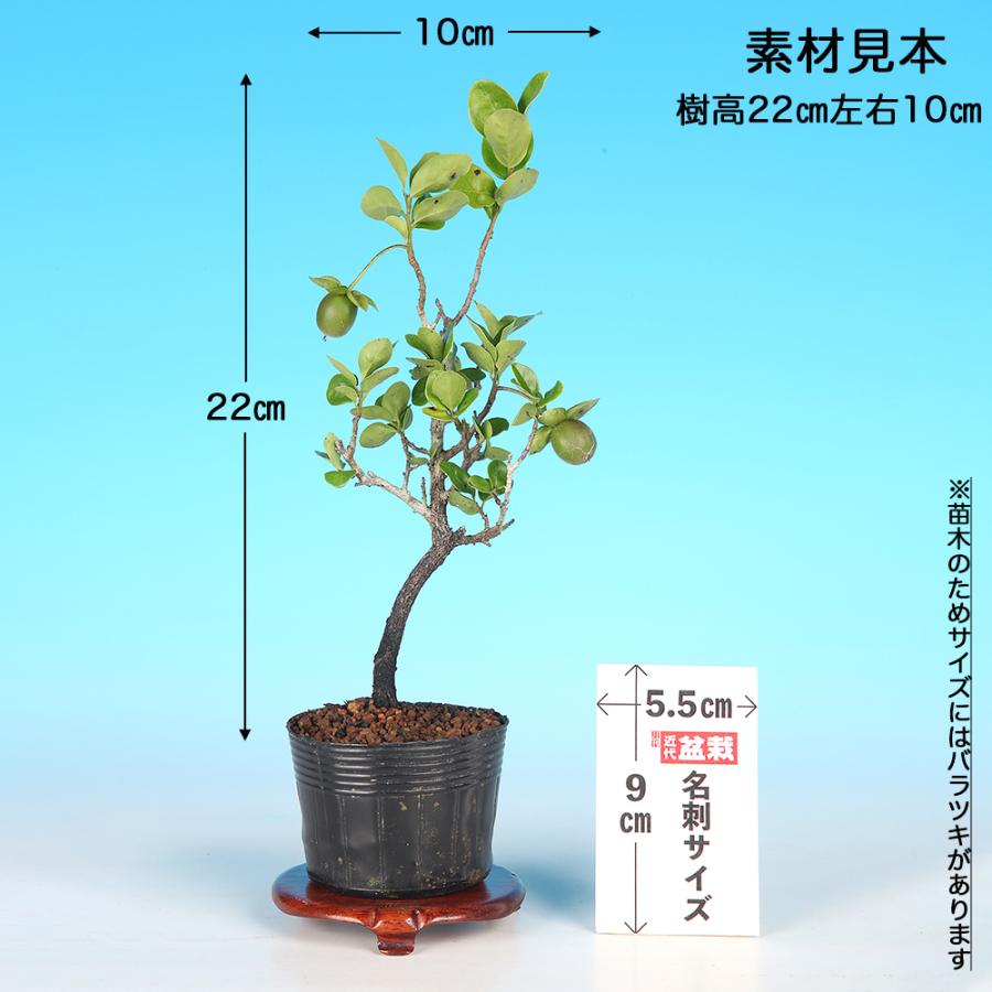 盆栽 常盤柿 根伏せ4年生 7.5cmポット トキワガキ 盆栽素材 実もの盆栽