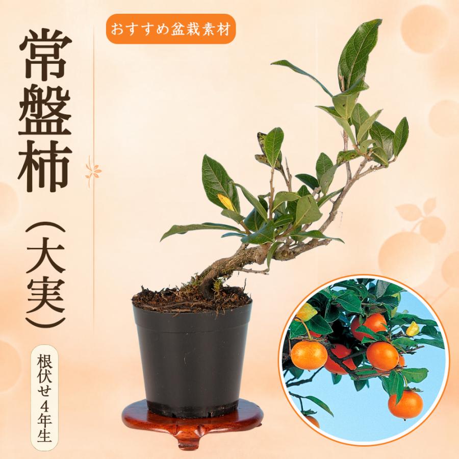信濃柿（豆柿)大品盆栽です。実なり。黒松、赤松、五葉松盆栽 引き取り限定依頼品 盆栽 常盤柿 大実 根伏せ4年生 7.5cmポット ときわがき トキワガキ 実