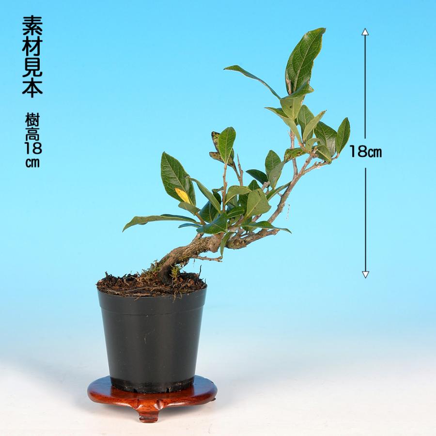 盆栽 常盤柿 大実 根伏せ4年生 7.5cmポット ときわがき トキワガキ 実