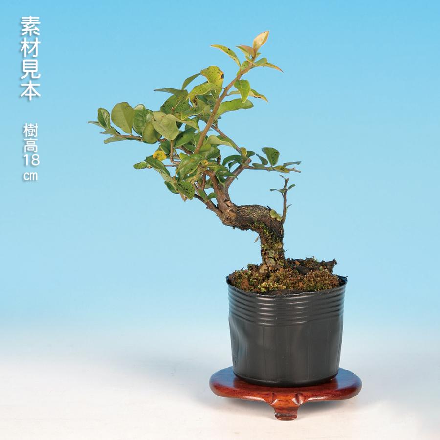 盆栽 常盤柿 金禅寺 トキワガキ 小品盆栽 ミニ盆栽 雑木 実物 盆栽素材