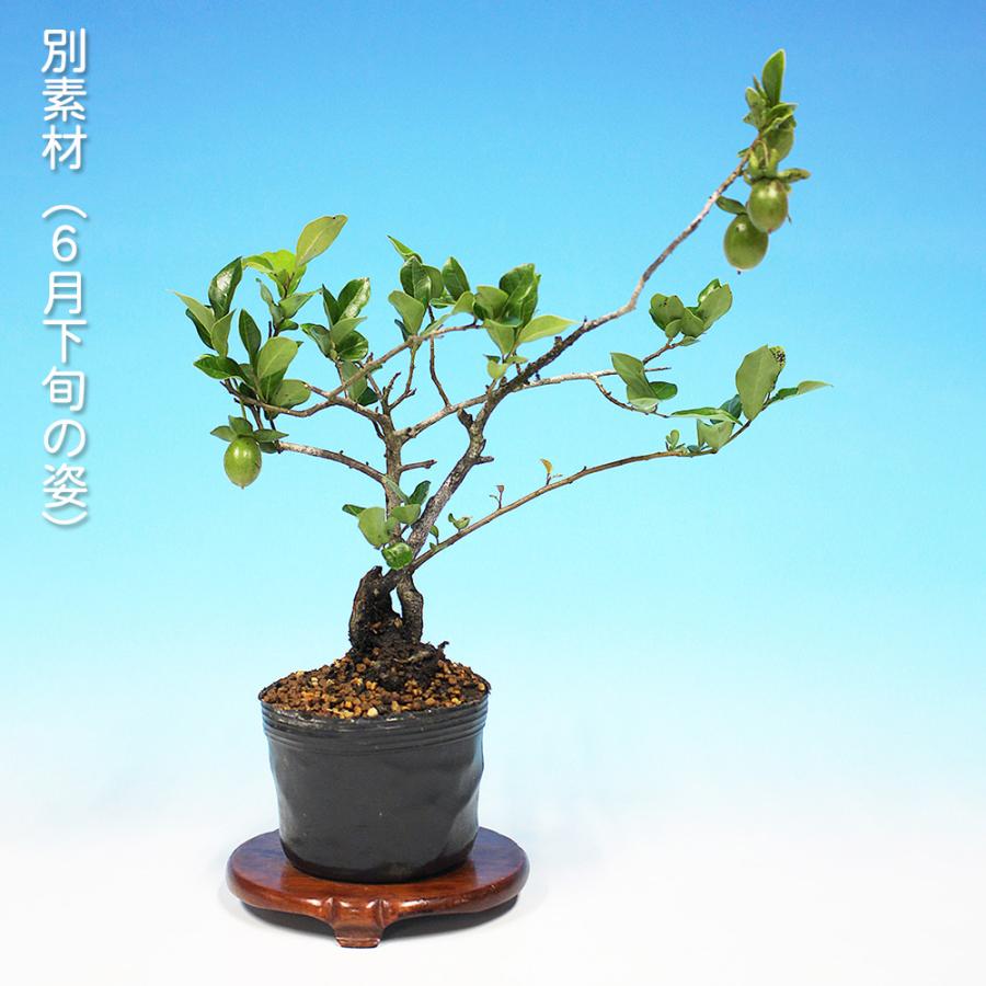 盆栽 常盤柿 金禅寺 トキワガキ 小品盆栽 ミニ盆栽 雑木 実物 盆栽素材