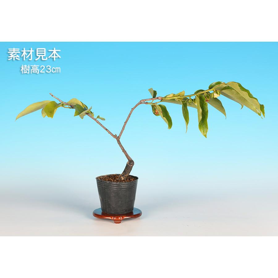 盆栽 千成柿 かき カキ 小品盆栽 ミニ盆栽 実物 雑木 盆栽素材 苗木