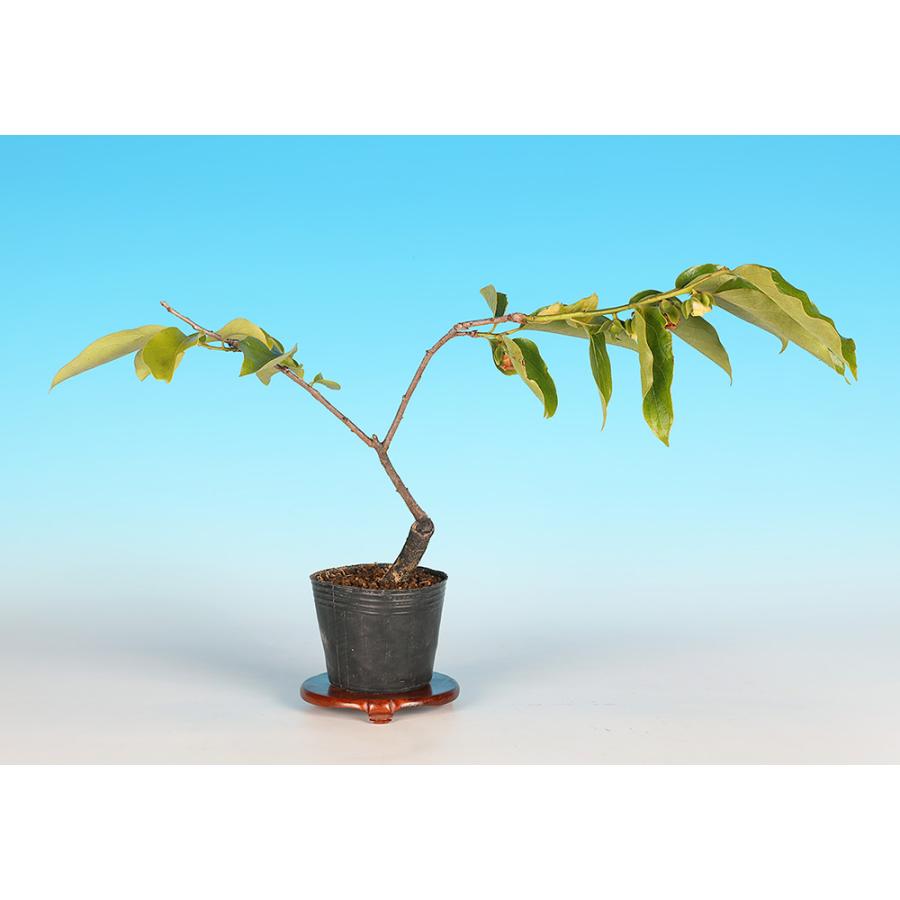 盆栽 千成柿 かき カキ 小品盆栽 ミニ盆栽 実物 雑木 盆栽素材 苗木