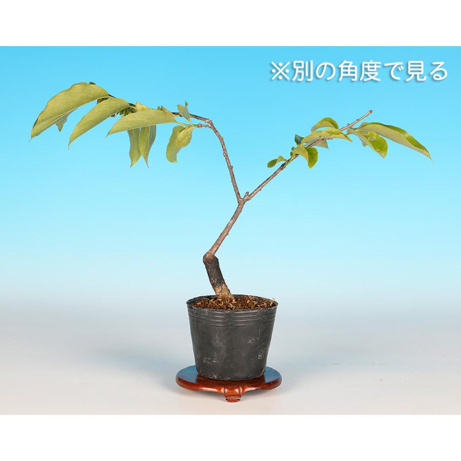 盆栽 千成柿 かき カキ 小品盆栽 ミニ盆栽 実物 雑木 盆栽素材 苗木