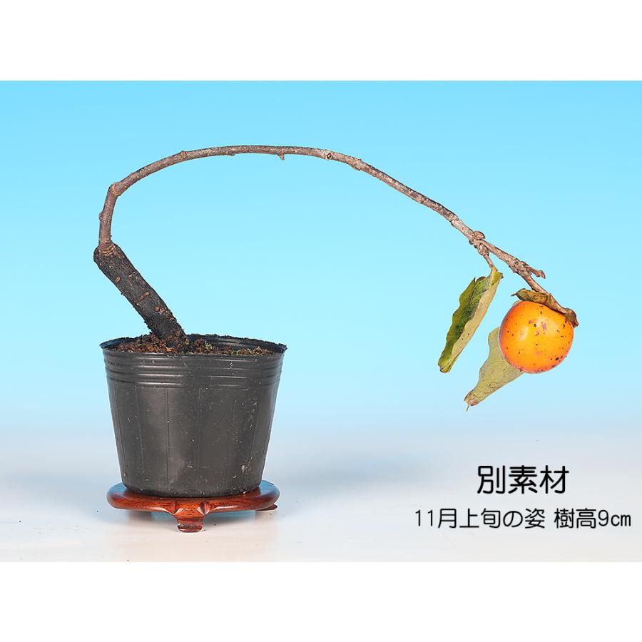 盆栽 千成柿 かき カキ 小品盆栽 ミニ盆栽 実物 雑木 盆栽素材 苗木