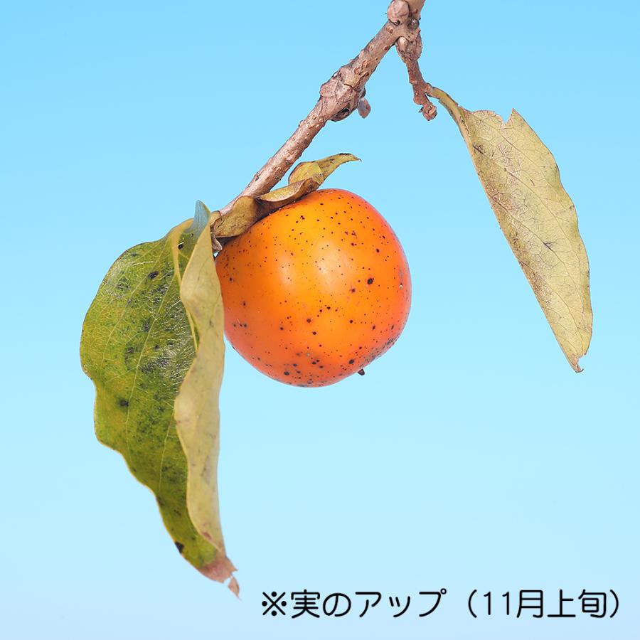盆栽 千成柿 かき カキ 小品盆栽 ミニ盆栽 実物 雑木 盆栽素材 苗木