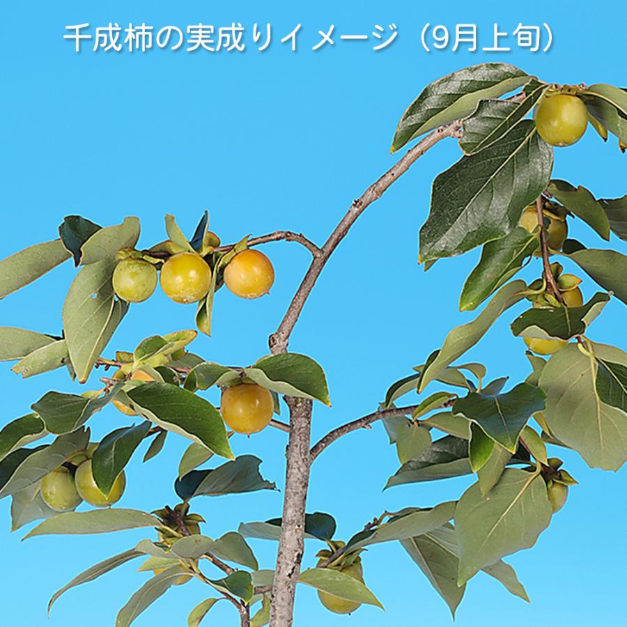 盆栽 千成柿 かき カキ 小品盆栽 ミニ盆栽 実物 雑木 盆栽素材 苗木