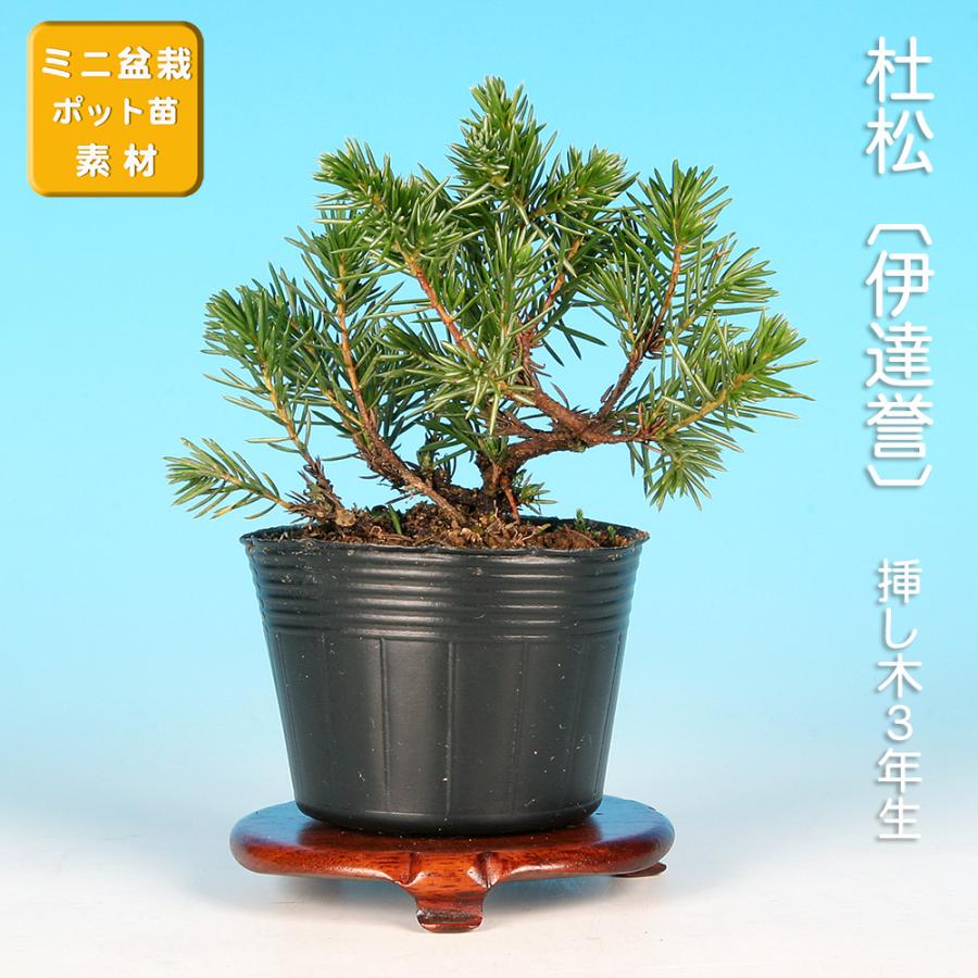 盆栽 杜松 伊達誉 トショウ 小品盆栽 ミニ盆栽 松柏 盆栽素材 苗木 