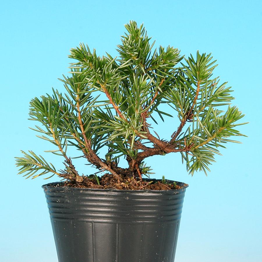 盆栽 杜松 伊達誉 トショウ 小品盆栽 ミニ盆栽 松柏 盆栽素材 苗木
