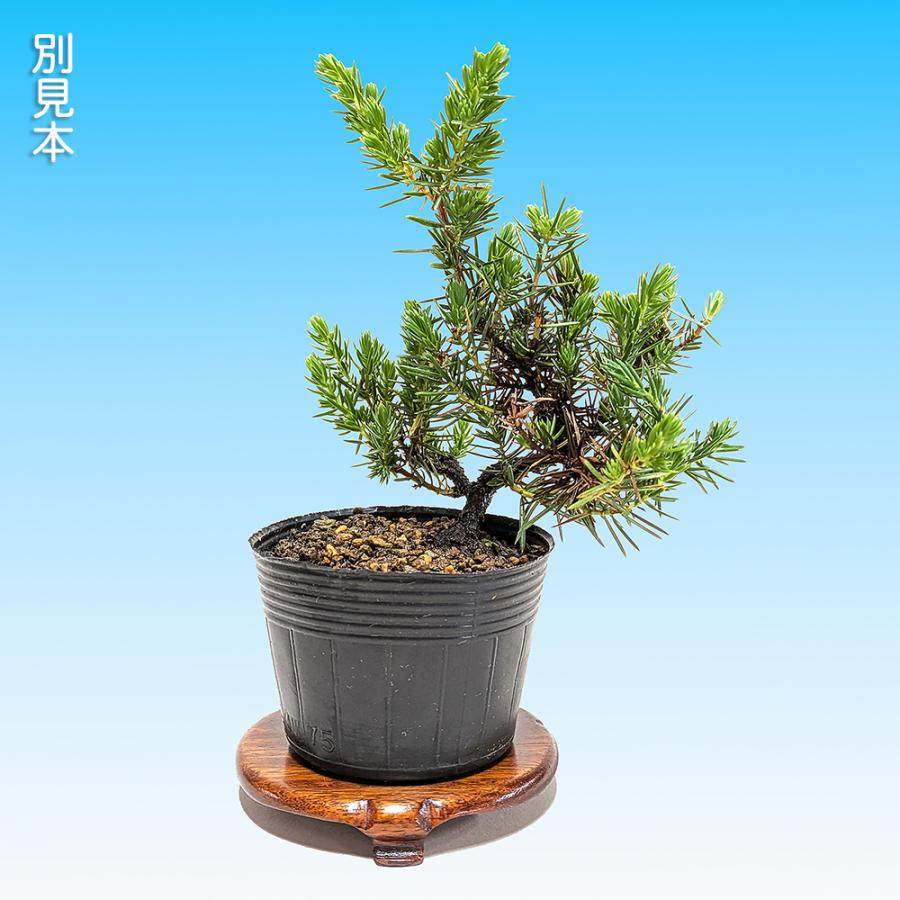 盆栽 杜松 伊達誉 トショウ 小品盆栽 ミニ盆栽 松柏 盆栽素材 苗木