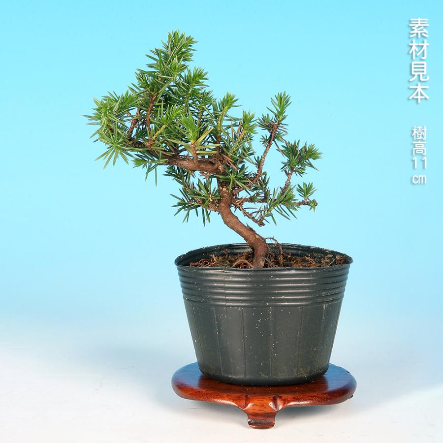 小品盆栽　伊勢杜松　3点セット　　　　　　　　　可愛い木です‼️‼️‼️ 盆栽 杜松 八ッ房 挿し木3年生 トショウ 小品盆栽 ミニ盆栽 松柏盆栽