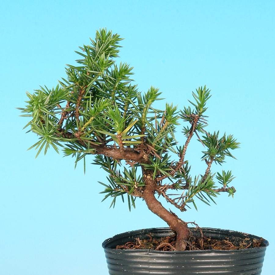 八房杜松　ミニ盆栽 八房杜松 ミニ盆栽 【公式通販】