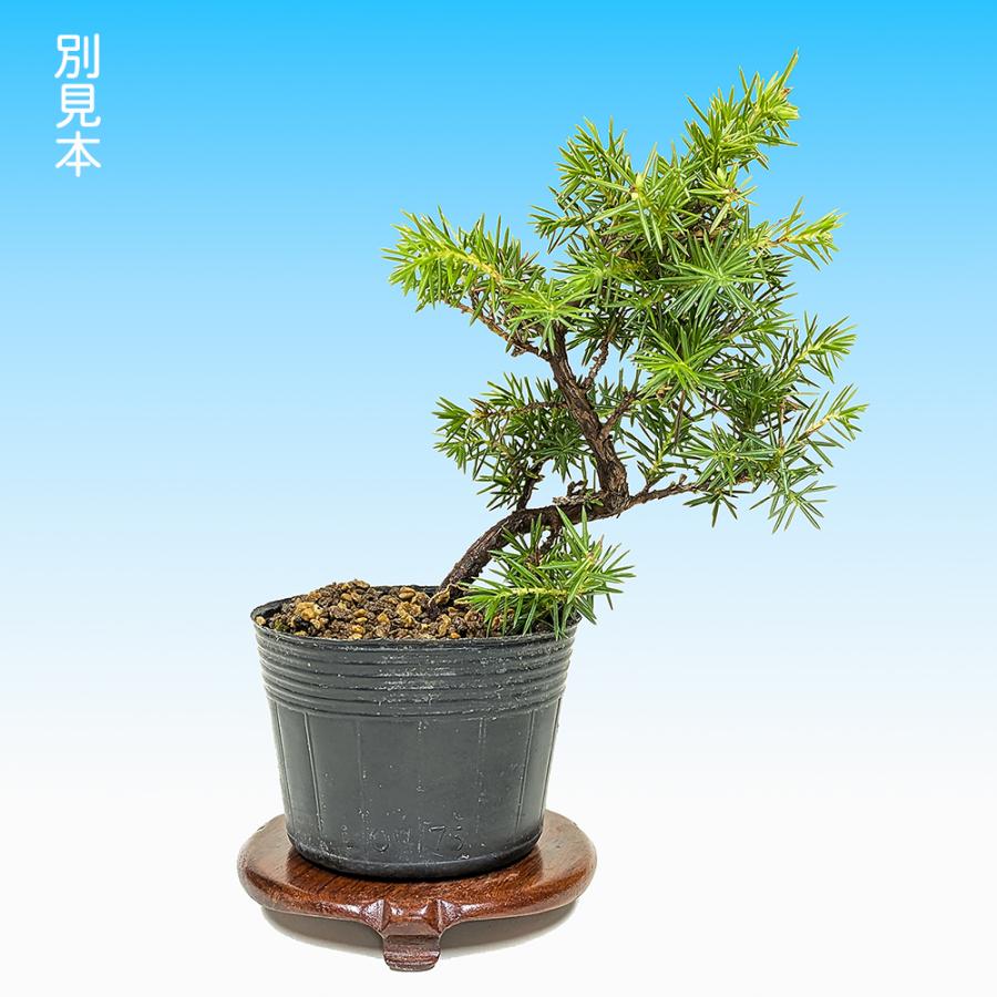 盆栽 杜松 八ッ房性 トショウ 小品盆栽 ミニ盆栽 松柏 盆栽素材 苗木