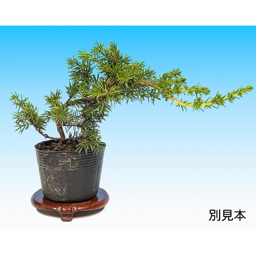 盆栽 杜松 八ッ房 挿し木3年生 トショウ 小品盆栽 ミニ盆栽 松柏盆栽