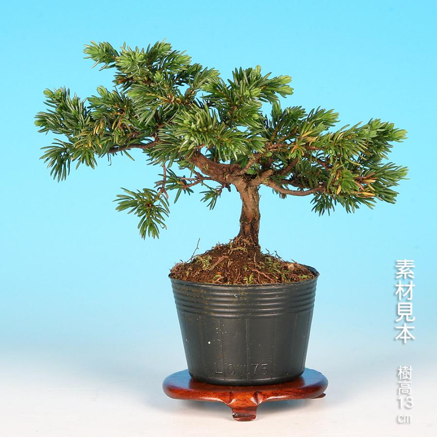 藤 ミニ盆栽 小品盆栽 小藤｜コフジ | 落葉樹｜盆栽｜bonsai 盆栽 bonsaikiki 通販 17760777