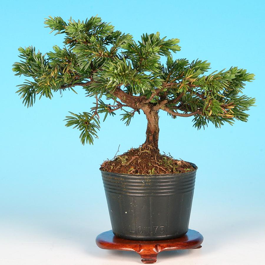 杜松盆栽 杜松 Needle Juniper - 盆栽日本 Bonsai Japan