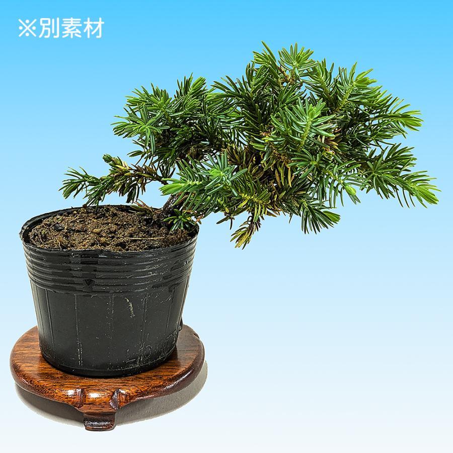 盆栽 杜松 高嶺 挿し木3年生 トショウ 小品盆栽 ミニ盆栽 松柏盆栽