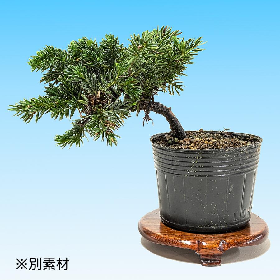 盆栽 杜松 高嶺 挿し木3年生 トショウ 小品盆栽 ミニ盆栽 松柏盆栽