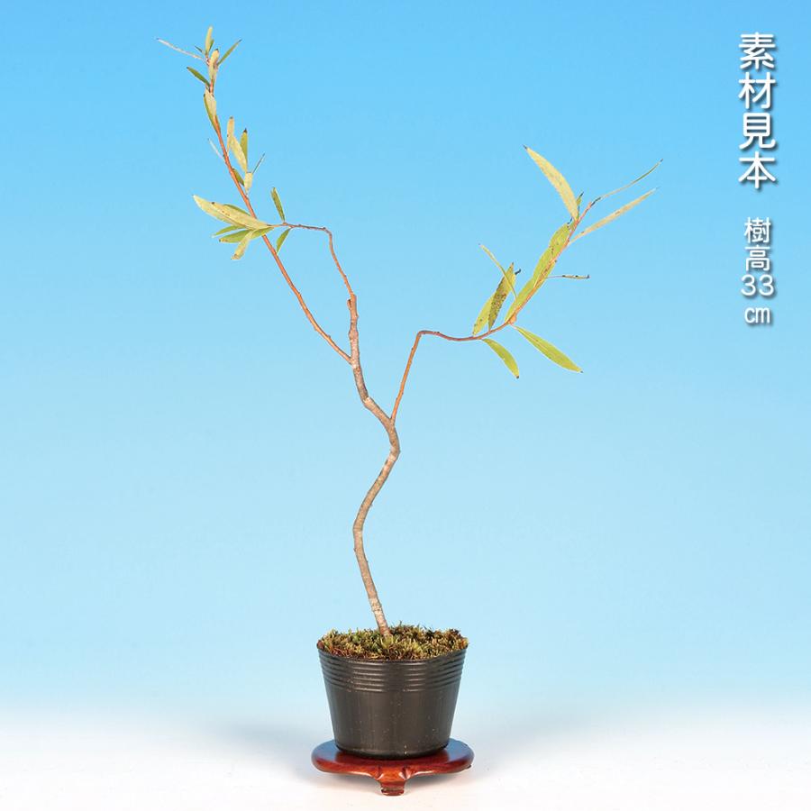 盆栽 六角堂柳 挿し木3年生 ヤナギ 小品盆栽 ミニ盆栽 葉物盆栽 小葉性