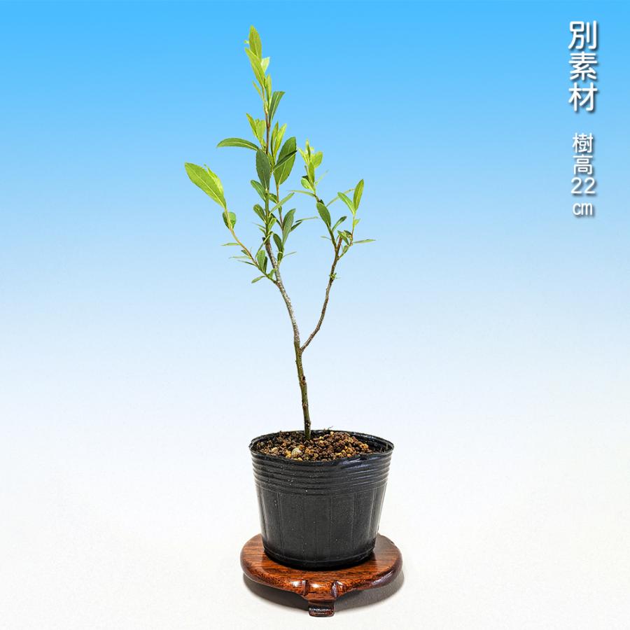 盆栽 六角堂柳 挿し木3年生 ヤナギ 小品盆栽 ミニ盆栽 葉物盆栽 小葉性
