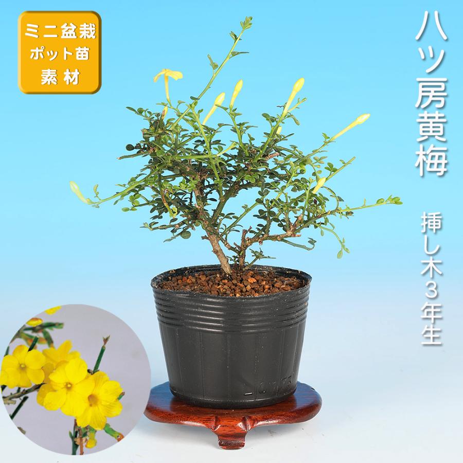 盆栽 八ッ房黄梅 オウバイ 小品盆栽 ミニ盆栽 盆栽素材 苗木 雑木 花物