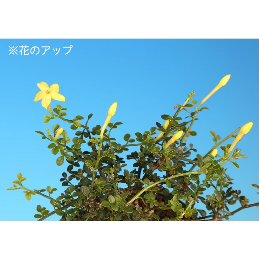 盆栽 八ッ房黄梅 オウバイ 小品盆栽 ミニ盆栽 盆栽素材 苗木 雑木 花物