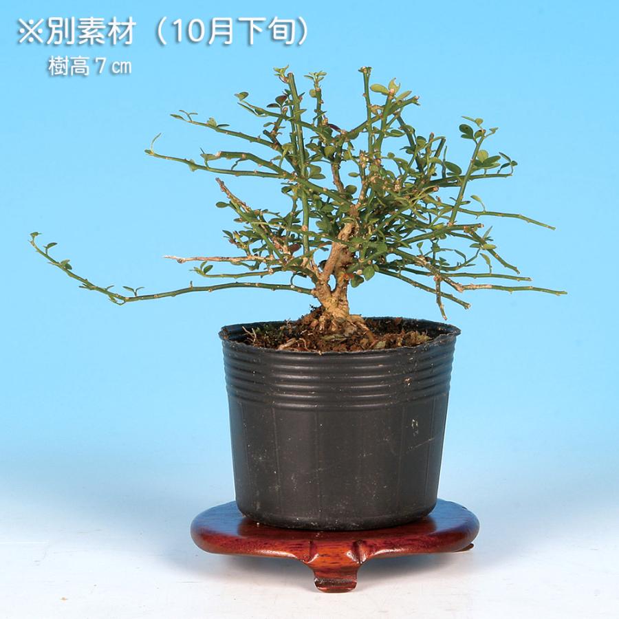 盆栽 八ッ房黄梅 オウバイ 小品盆栽 ミニ盆栽 盆栽素材 苗木 雑木 花物