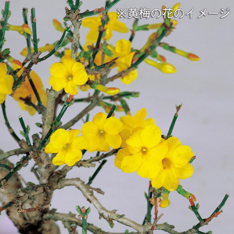 盆栽 八ッ房黄梅 オウバイ 小品盆栽 ミニ盆栽 盆栽素材 苗木 雑木 花物