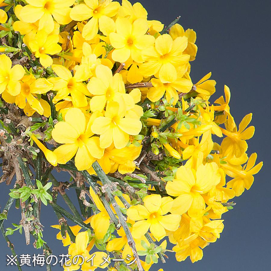 盆栽 八ッ房黄梅 オウバイ 小品盆栽 ミニ盆栽 盆栽素材 苗木 雑木 花物