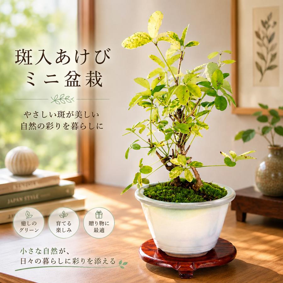 盆栽 斑入あけび 挿し木5年生 7.5cmポット 斑入りアケビ 木通 盆栽素材