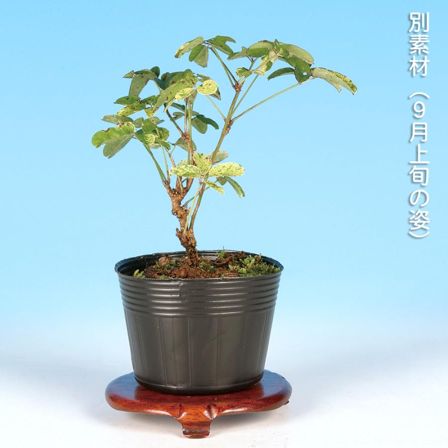 盆栽 斑入あけび アケビ 木通 小品盆栽 ミニ盆栽 実物 盆栽素材 苗木