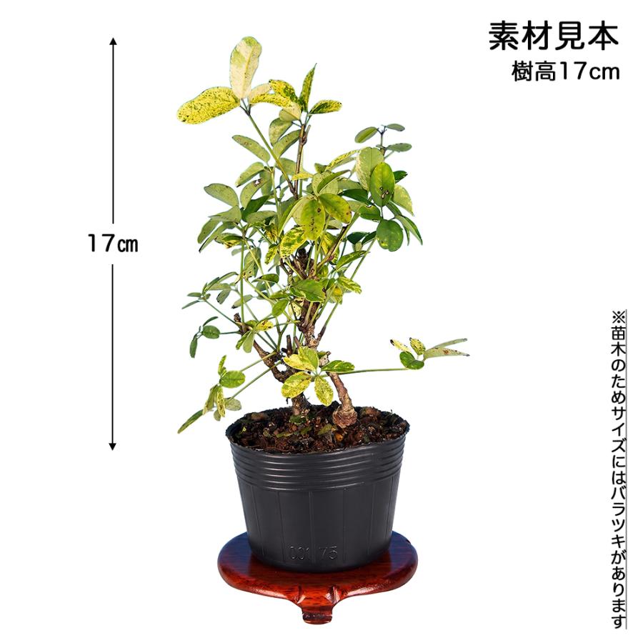 盆栽 斑入あけび 挿し木5年生 7.5cmポット 斑入りアケビ 木通 盆栽素材