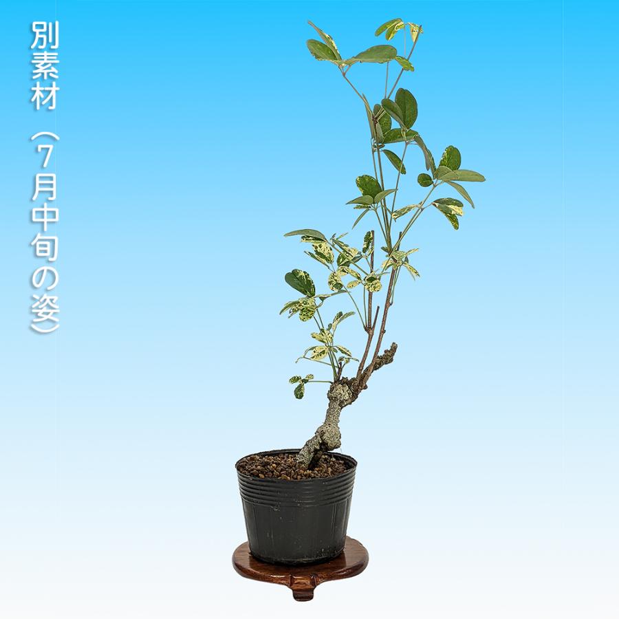 盆栽 斑入あけび アケビ 木通 小品盆栽 ミニ盆栽 実物 盆栽素材 苗木