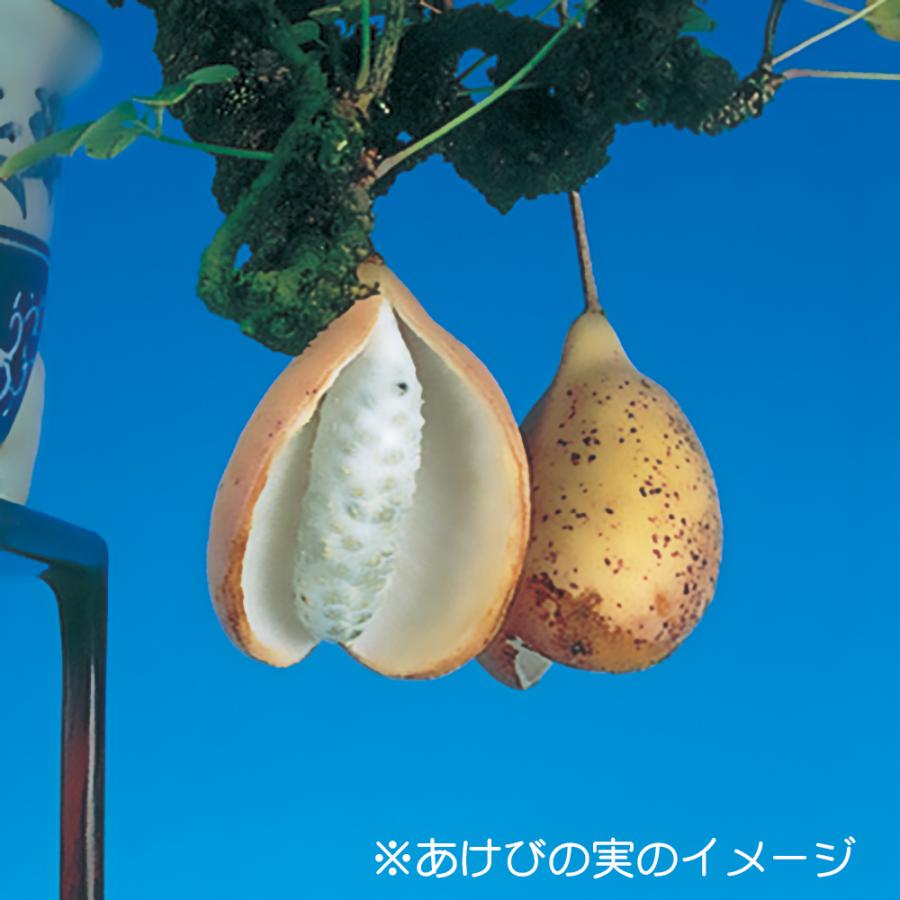 盆栽 斑入あけび アケビ 木通 小品盆栽 ミニ盆栽 実物 盆栽素材 苗木