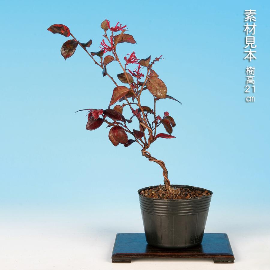 盆栽 紅花常磐まんさく マンサク 万作 満作 トキワマンサク 小品盆栽