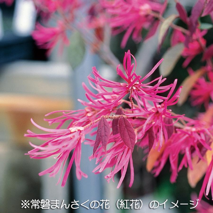 盆栽 紅花常磐まんさく マンサク 万作 満作 トキワマンサク 小品盆栽