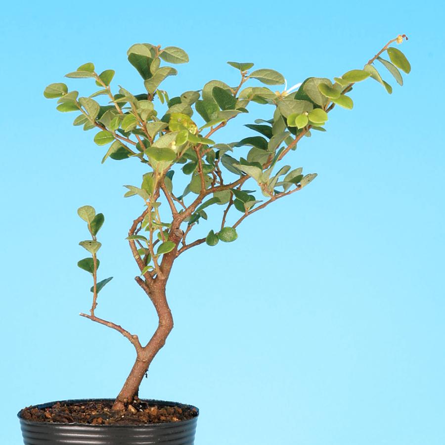 盆栽 白花常磐まんさく トキワマンサク 万作 満作 小品盆栽 ミニ盆栽