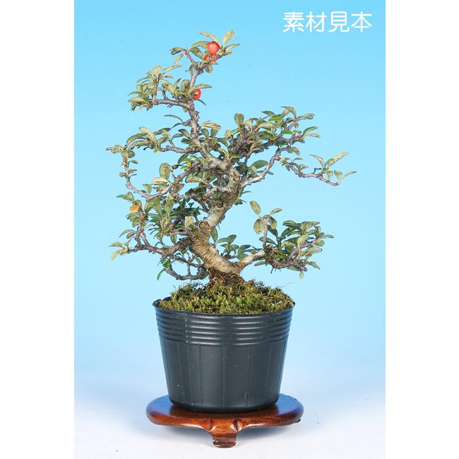 盆栽 大実紅したん 紅紫檀 ベニシタン 小品盆栽 ミニ盆栽 雑木 実物