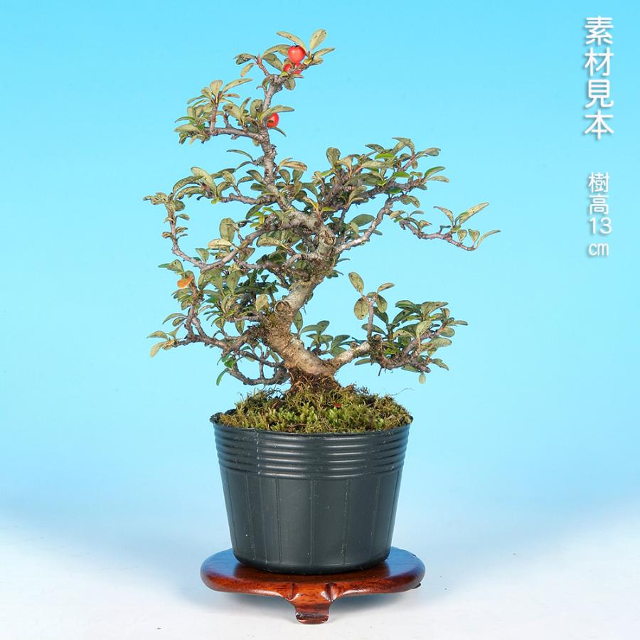 盆栽 大実紅したん 紅紫檀 ベニシタン 小品盆栽 ミニ盆栽 雑木 実物