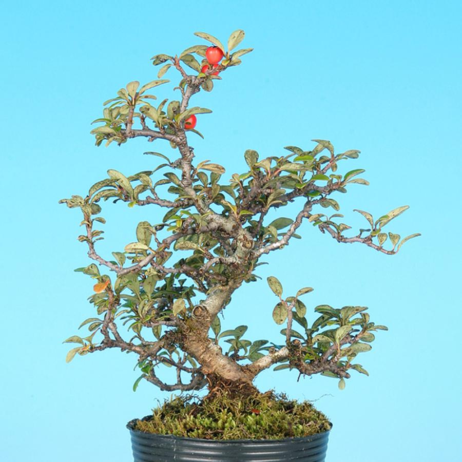 盆栽 大実紅したん 紅紫檀 ベニシタン 小品盆栽 ミニ盆栽 雑木 実物