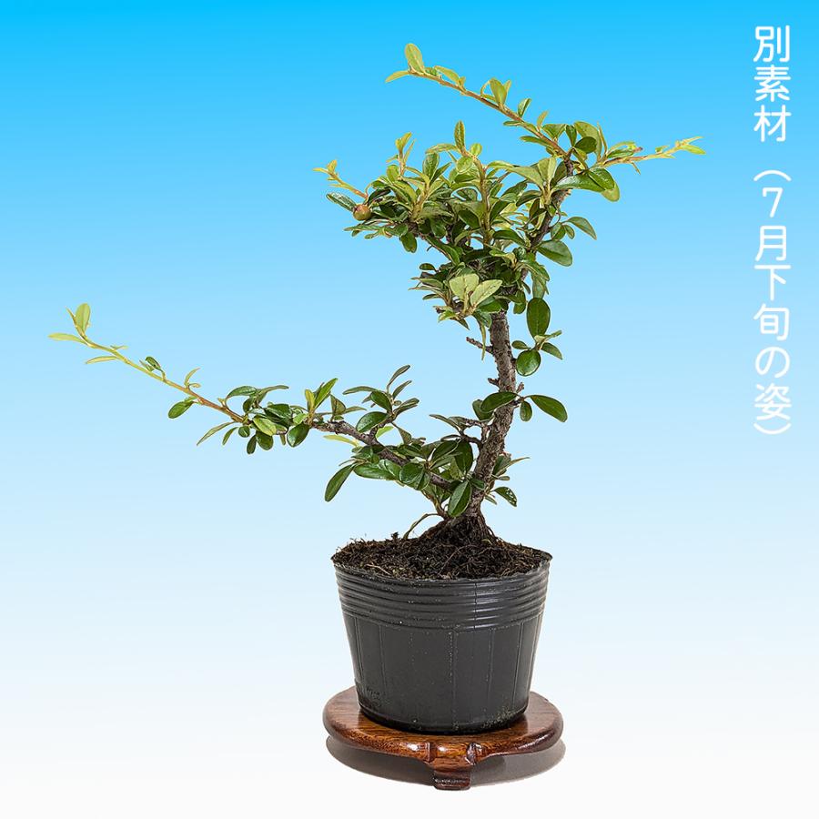盆栽 大実紅したん 紅紫檀 ベニシタン 小品盆栽 ミニ盆栽 雑木 実物
