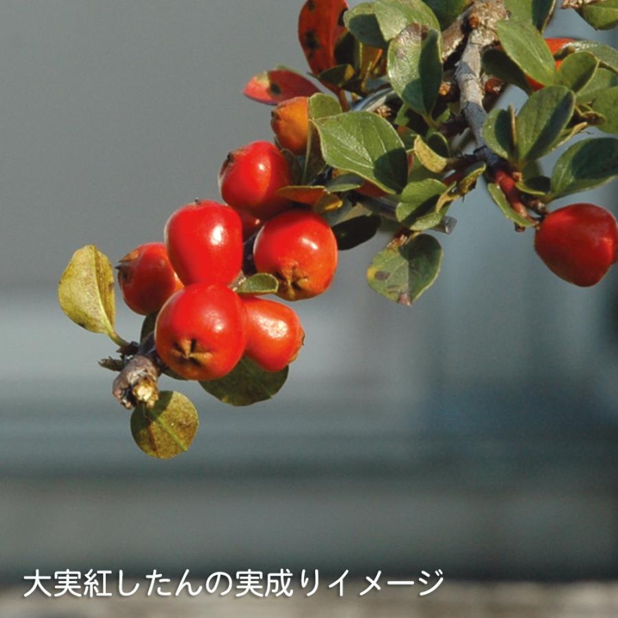 盆栽 大実紅したん 紅紫檀 ベニシタン 小品盆栽 ミニ盆栽 雑木 実物