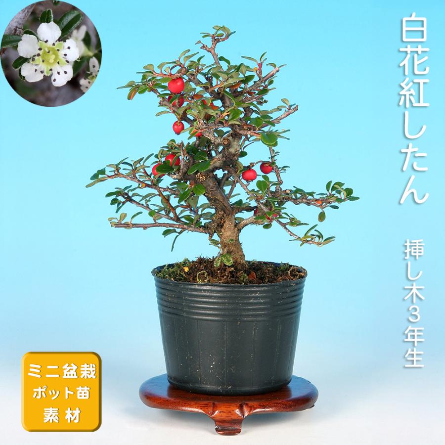 盆栽 白花紅したん 紅紫檀 ベニシタン 小品盆栽 ミニ盆栽 雑木 花物
