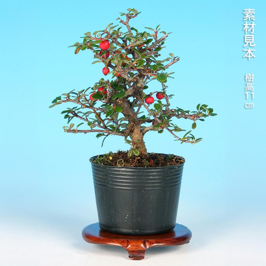 盆栽 白花紅したん 紅紫檀 ベニシタン 小品盆栽 ミニ盆栽 雑木 花物