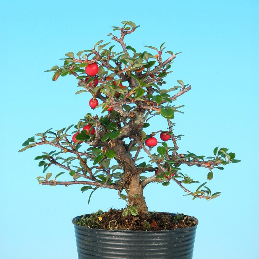 盆栽 白花紅したん 紅紫檀 ベニシタン 小品盆栽 ミニ盆栽 雑木 花物
