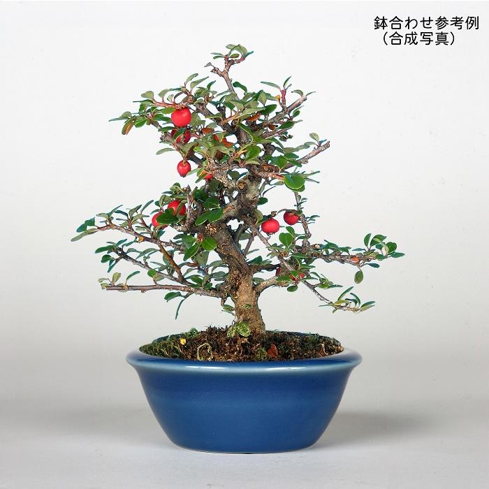 盆栽 白花紅したん 紅紫檀 ベニシタン 小品盆栽 ミニ盆栽 雑木 花物